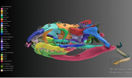 Уникальный 3D-музей oVert покажет 13 тысяч животных изнутри